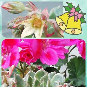 オリビア の投稿画像一覧 Greensnap グリーンスナップ