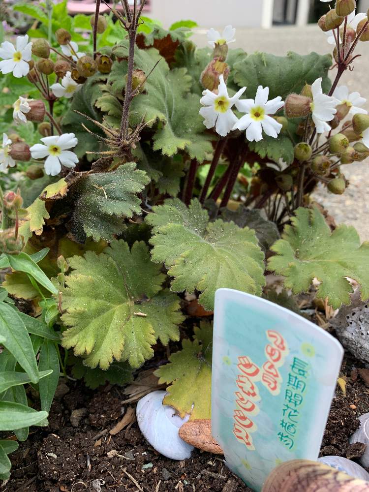 プリムラ シネンシスの投稿画像 By Sanaさん 月5月日 Greensnap グリーンスナップ