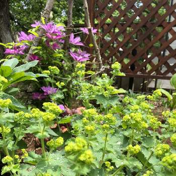 見ててあきないの画像 by みんちゃんさん | 小さな庭とアルケミラモリスと見ててあきないとクレマチス♬とおうち園芸とガーデニングフェスフォトコンと花のある暮らし