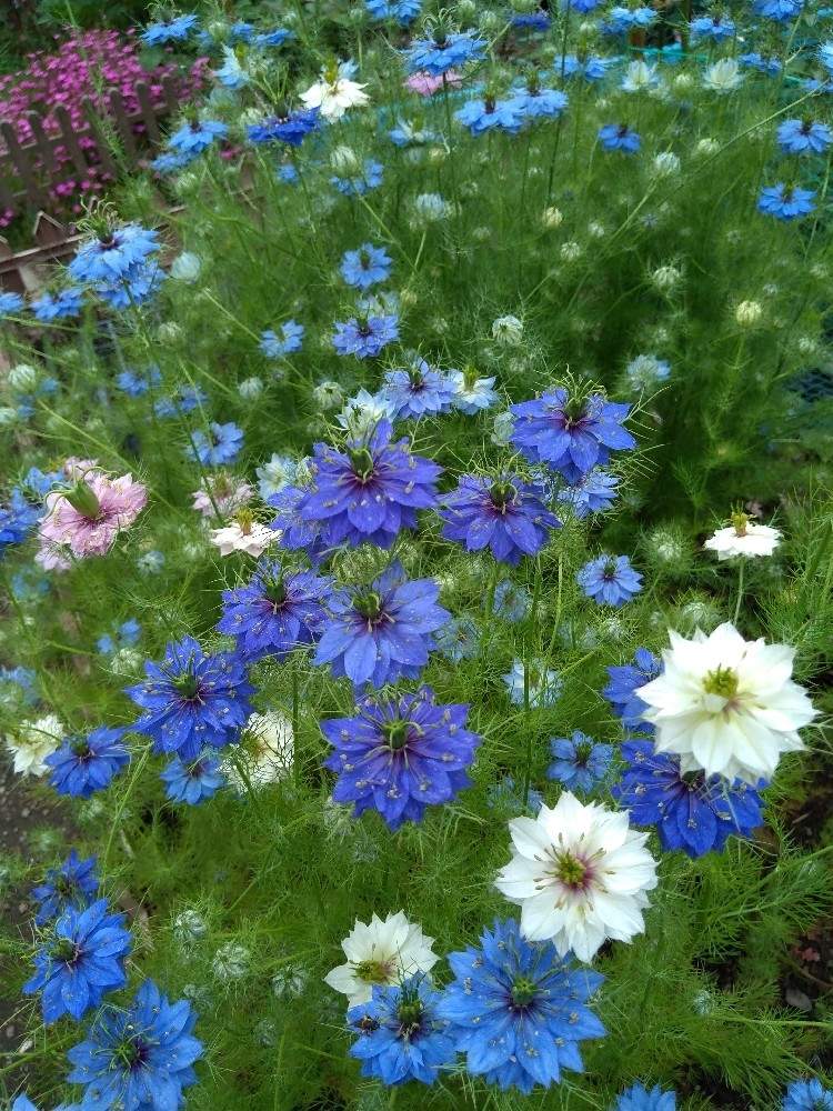 ニゲラの投稿画像 By Hanabiraさん 庭の花と種から育てると可愛い花と季節の花と花のある暮らしと地植え 月5月日 Greensnap グリーンスナップ
