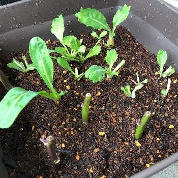 ハンダマ 金時草 水前寺菜 式部菜 の投稿画像一覧 Greensnap グリーンスナップ