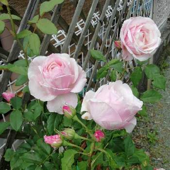 ビエドゥーの画像 by bluε❋moöon*さん | 小さな庭とビエドゥーとばら バラ 薔薇と薔薇愛同盟と❋ビエドゥーとおうち園芸と花のある暮らしと素敵