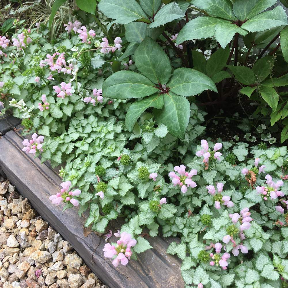 ラミウム ラミの投稿画像 By Krさん 花のある暮らしと手作り花壇と東向きと小さな庭と花のある暮らしと手作り花壇と東向き 月5月日 Greensnap グリーンスナップ Greensnap グリーンスナップ