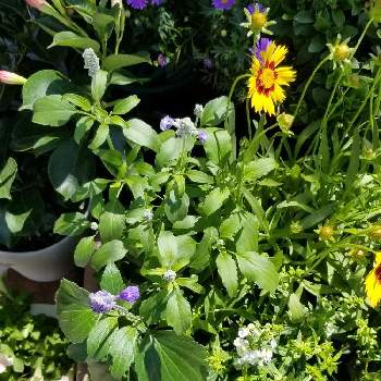 アンゲロニア セレナの投稿画像一覧 Greensnap グリーンスナップ