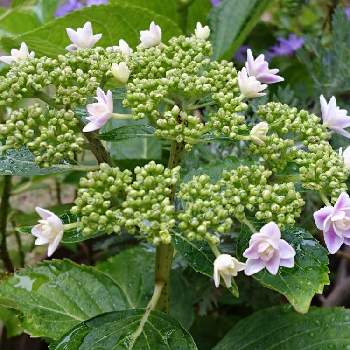 紫陽花 雨に唄えばの投稿画像一覧 Greensnap グリーンスナップ