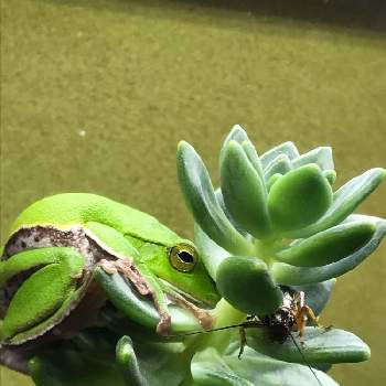 カエル飼育の投稿画像一覧 Greensnap グリーンスナップ カエル飼育の投稿画像一覧 Greensnap グリーンスナップ