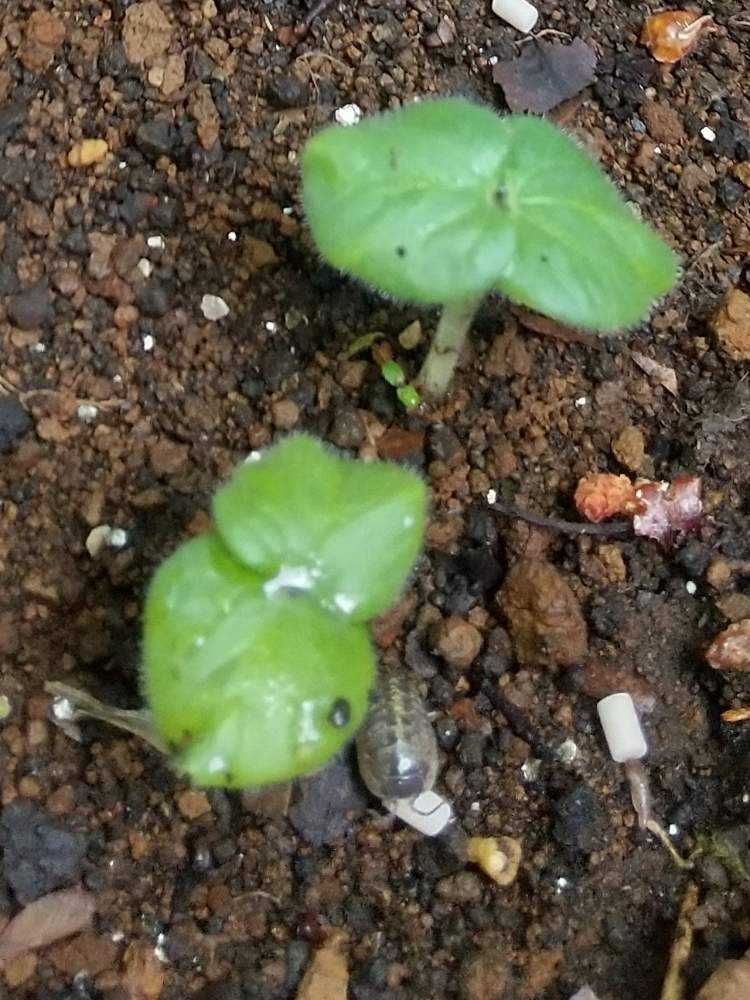 夏の栄養源 オクラ まるみちゃん Greensnap グリーンスナップ 夏の栄養源 オクラ まるみちゃん Greensnap グリーンスナップ
