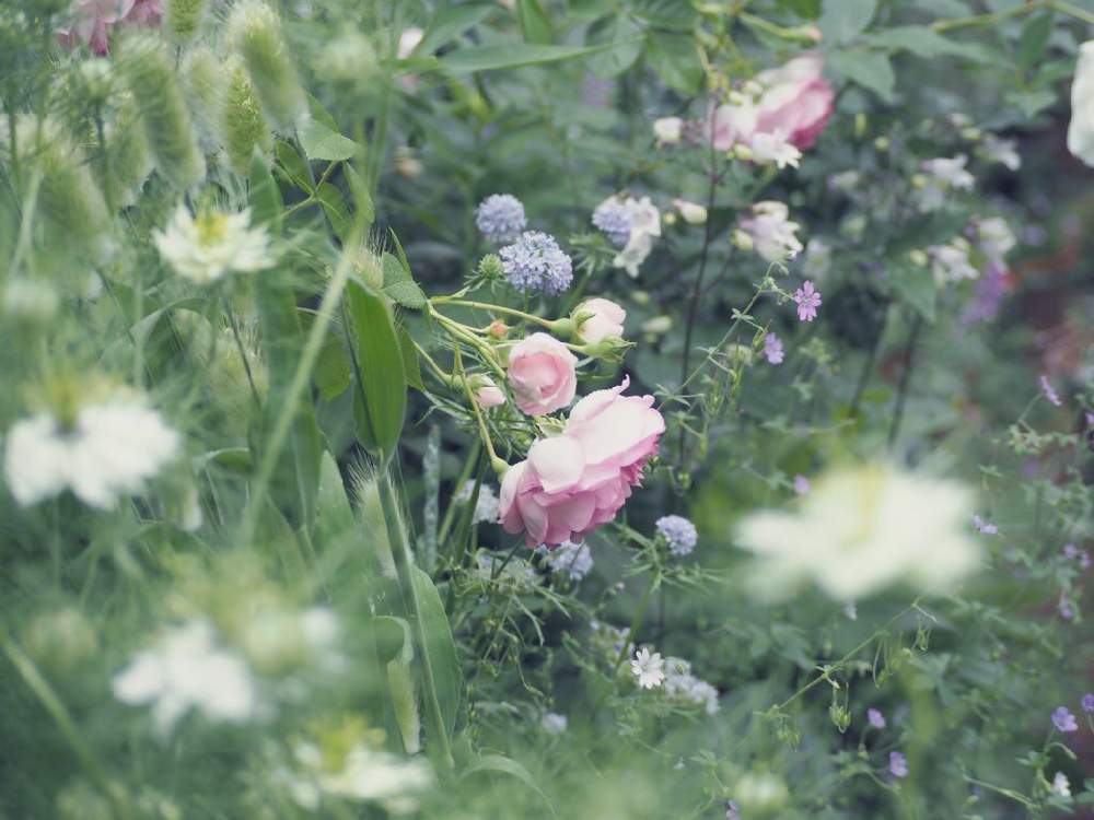 ジャスミーナの投稿画像 By Ekoさん つるバラとナチュラルガーデンと鉢植えとナチュラルスタイルと花のある暮らしとかわいいな とバラ ミニバラ 月5月日 Greensnap グリーンスナップ