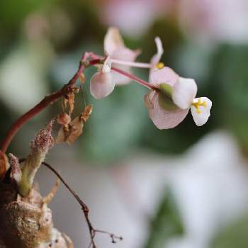 さくらベゴニア 根茎性ベゴニア クラシカウリス の投稿画像一覧 Greensnap グリーンスナップ