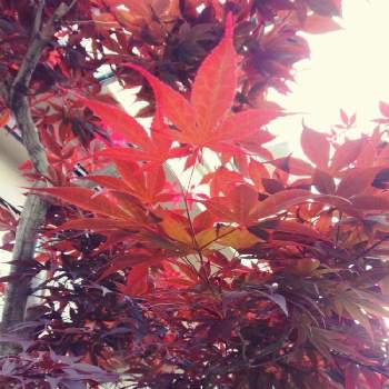 春もみじの投稿画像一覧 Greensnap グリーンスナップ