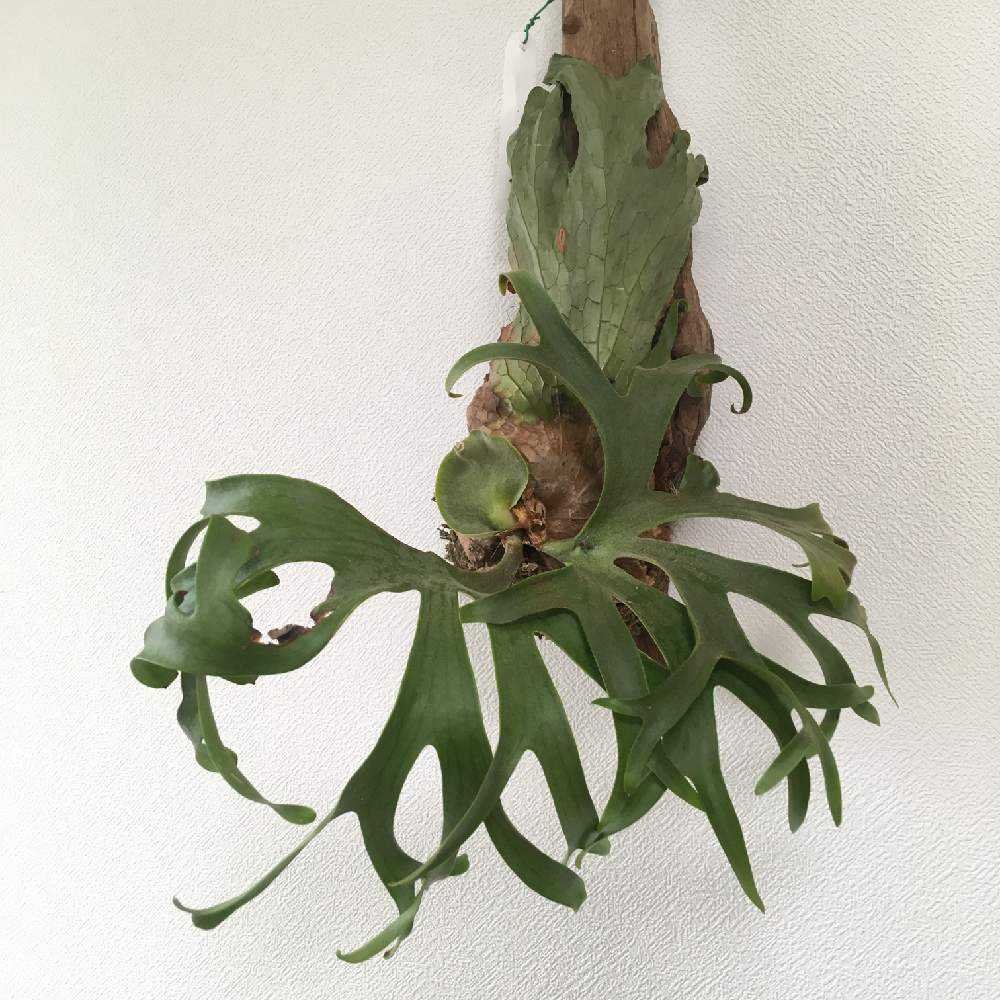 P. coronarium 'Philippines' 成長記録 2022.12.17｜🍀GreenSnap