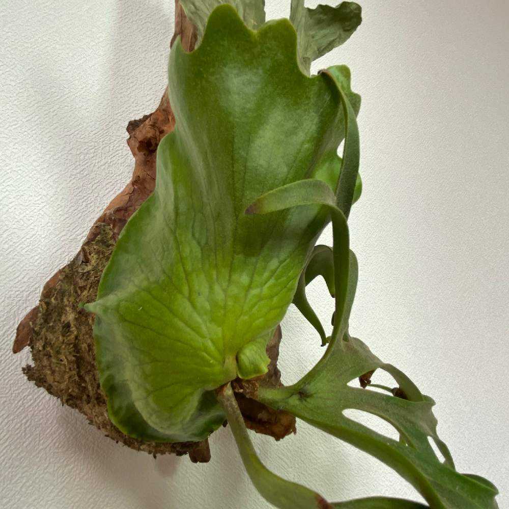 P. coronarium 'Philippines' 成長記録 2022.12.17｜🍀GreenSnap