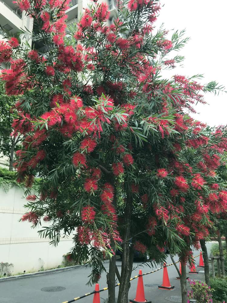 キンポウジュ ブラシの木 の投稿画像 By 723popoさん 赤い花とみどりみどりと街路樹の植え込みとお花を見て元気 月5月 日 Greensnap グリーンスナップ