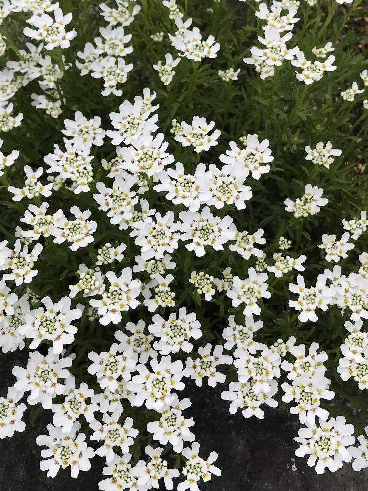 イベリスの投稿画像 By のえるママさん In札幌と可愛い とin北海道と花のある暮らしと大好き ʾʾと白い花と小さな花とかわいいな とiphone撮影 月5月日 Greensnap グリーンスナップ