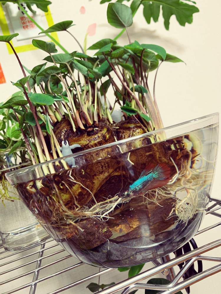 ヤツガシラの投稿画像 By Minkuruさん グリーンインテリアとベタ 鑑賞魚 月5月日 Greensnap グリーンスナップ
