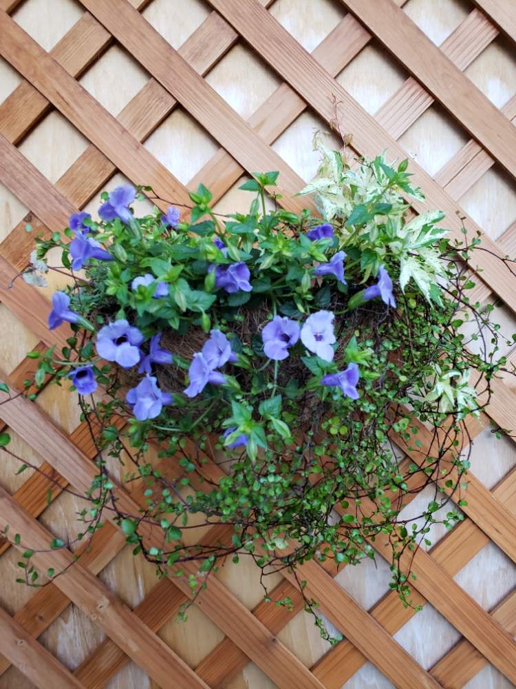 ワイヤープランツの投稿画像 By Ake48さん スーパートレニア カタリーナブルーリバーと斑入りアメリカツタと寄せ植えと花のある暮らし 月5月日 Greensnap グリーンスナップ