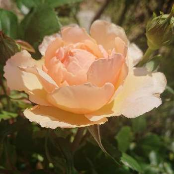 ﾊﾞﾗの庭の画像 by あきこさん | 小さな庭とバラ プリンセスシャルレーヌドゥモナコとﾊﾞﾗの庭とばら バラ 薔薇と薔薇愛同盟と薔薇に魅せられてとナチュラルガーデンとおうち園芸と薔薇♪とロザリアン