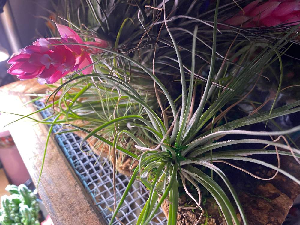 チランジアの投稿画像 By Linoさん エアプランツとエアプランツとおうち園芸と おうち園芸 フォトコンテストと部屋でユラユラ 月5月日 Greensnap グリーンスナップ