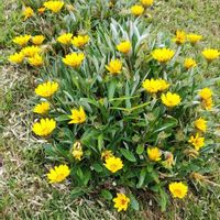 ガザニアの画像