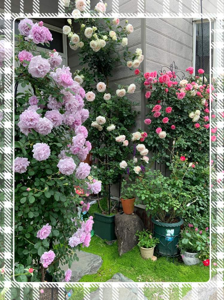 出窓下の極狭スペースにつるバラさん用トレリスを立てつるバラを植え付けてみました Greensnap グリーンスナップ