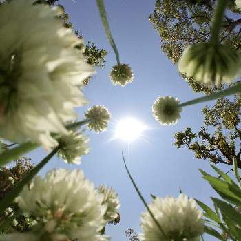 春の野の花の投稿画像一覧 Greensnap グリーンスナップ