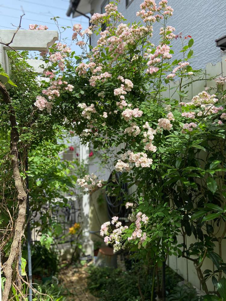 バラの投稿画像 By Luireさん 群舞とキュンキュン乙女倶楽部と薔薇愛同盟と水曜ローズショーとつるバラと今日の一枚とgsでバラ園 月5月日 Greensnap グリーンスナップ