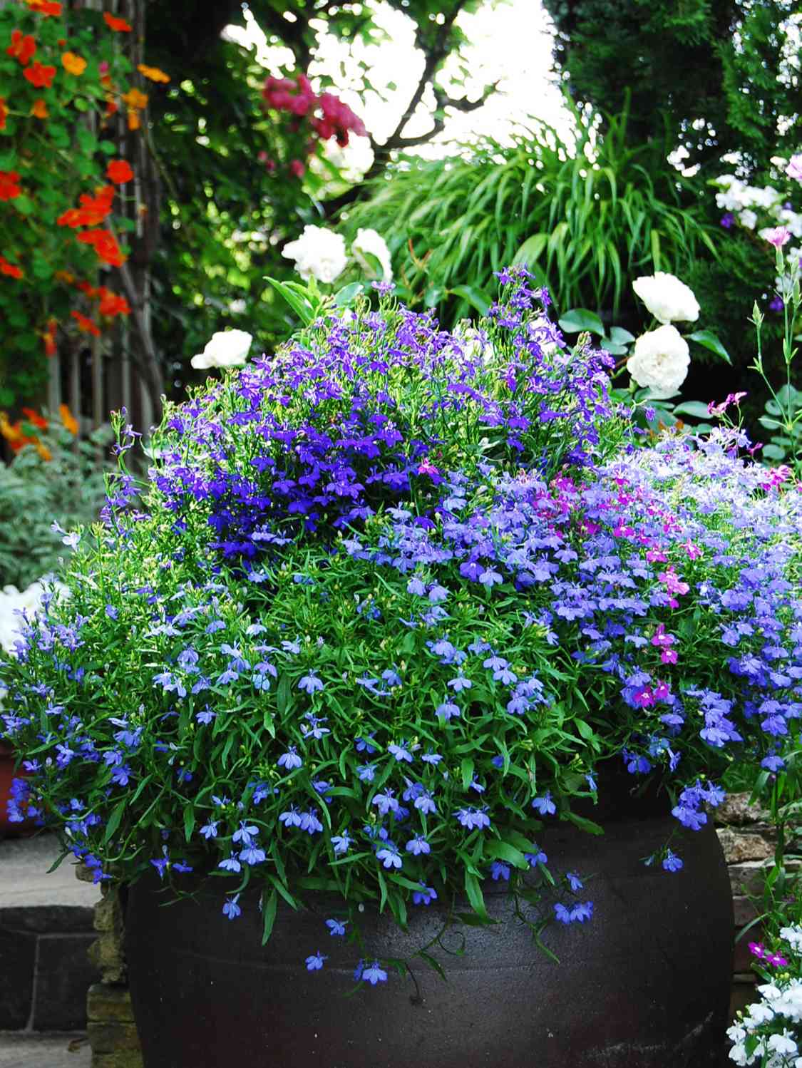 ロベリアの重ね鉢｜🍀GreenSnap（グリーンスナップ）