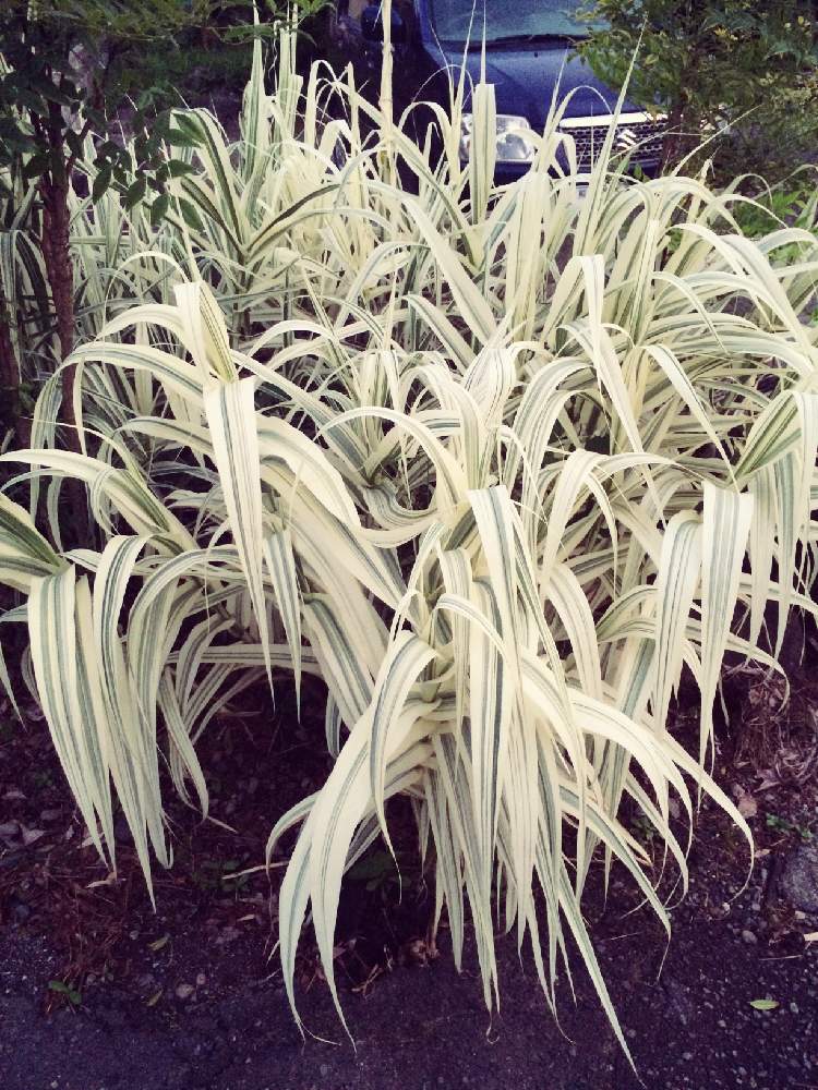 斑入りダンチクの投稿画像 By しのちゃんさん 月5月日 Greensnap グリーンスナップ Greensnap グリーンスナップ