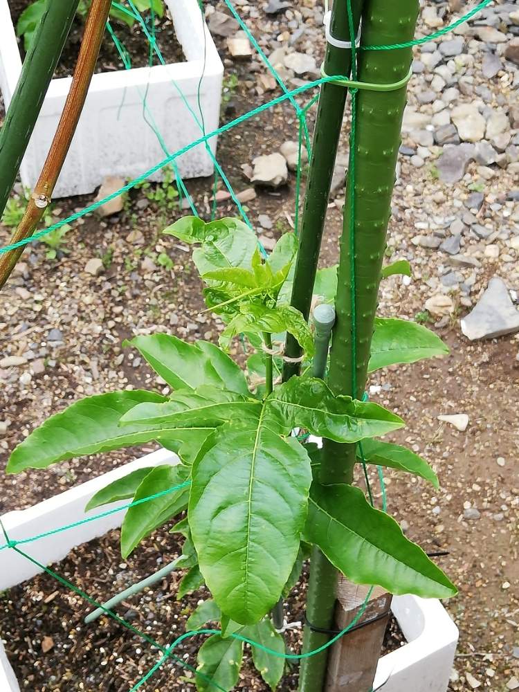 パッションフルーツの投稿画像 By 咲う迷子猫さん おうち園芸 月5月日 Greensnap グリーンスナップ