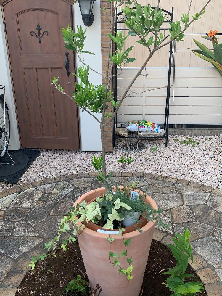 小さな庭の投稿画像 By Papooさん ガーデニングフェスフォトコンとおうち園芸とガーデニングフェスフォトコンとおうち園芸 月5月日 Greensnap グリーンスナップ Greensnap グリーンスナップ