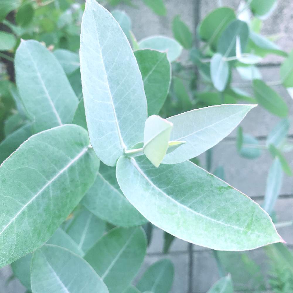 ユーカリブルーガムの投稿画像 By Littlegardenさん ユーカリの木とおうち園芸とネイティブプランツとワイルドフラワーとユーカリグロブルスとオージープランツとネイティブフラワー 月5月日 Greensnap グリーンスナップ