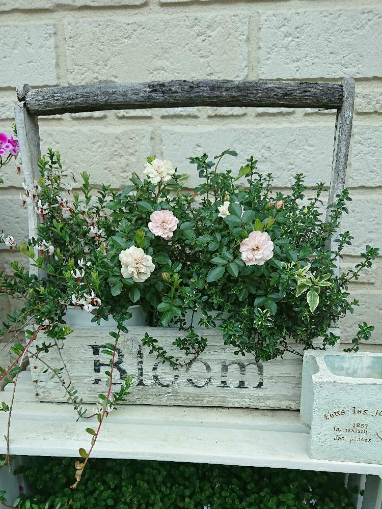 ばら バラ 薔薇の投稿画像 By ヒロリンパさん クランベリー と花壇とハーブ タイムとおうち園芸とバラ 鉢植えと おうち園芸 フォトコンテストと我が家の花壇とミニバラ グリーンアイスと花のある暮らしとばら 薔薇 バラとバラ薔薇ばらら とバラを楽しむと咲いた