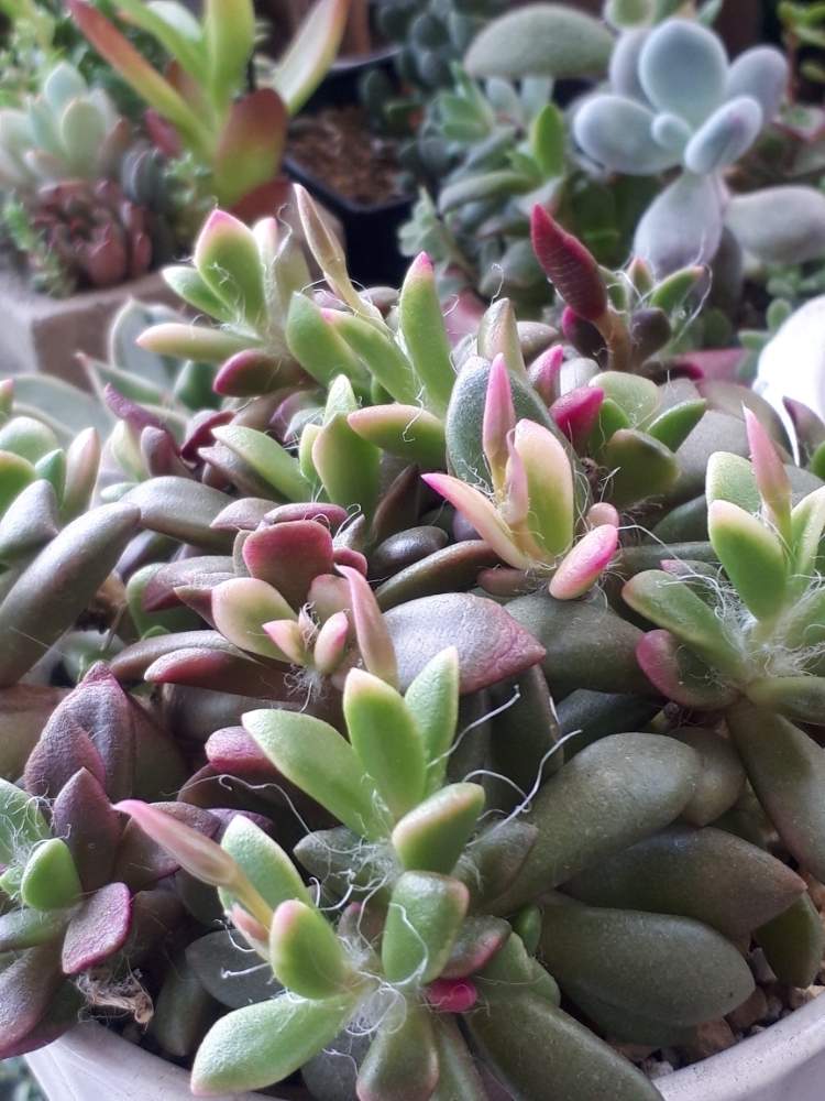 桜吹雪の投稿画像 By Miiさん 多肉植物とうどん県人会 月5月21日 Greensnap グリーンスナップ