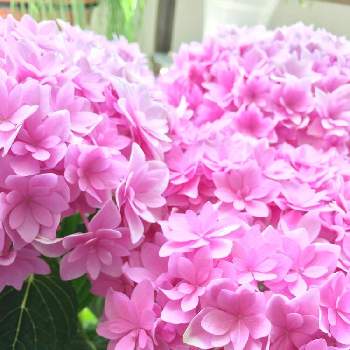 独立承認強行 一起園芸で検索を アジサイ ブリーディングセレクション ピンク花 在庫あり即日出荷 Mrjual Com