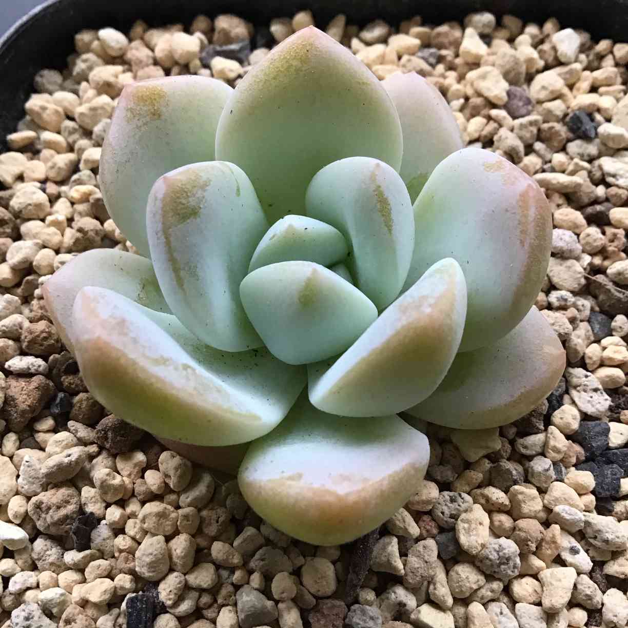 アイスグリーン｜🍀GreenSnap（グリーンスナップ）