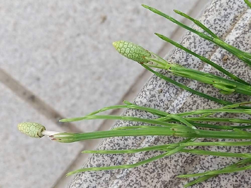 ツクシとスギナの投稿画像 By あかべーさん 日本の花と新発見 と日本の植物たちとお見事 月5月21日 Greensnap グリーンスナップ