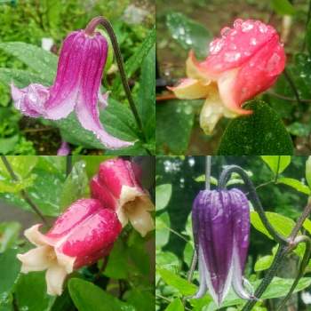 つくば実験植物園の投稿画像一覧 Greensnap グリーンスナップ