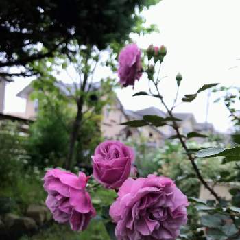シャドウオブザムーンの画像 by mamyさん | 小さな庭とシャドウオブザムーンとガーデンとナチュラルが好きとばら バラ 薔薇と紫色の花と爽やかとノスタルジック