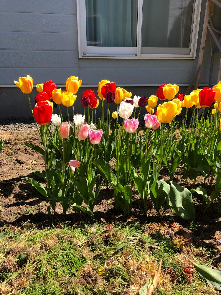 チューリップの投稿画像 By あやかさん 月5月21日 Greensnap グリーンスナップ