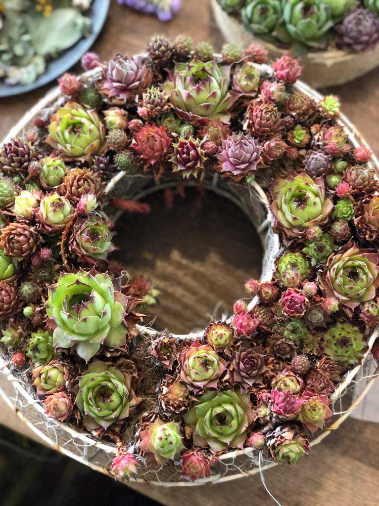 調整中センペルビウム リース❺16cm