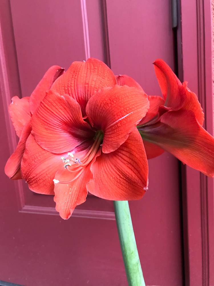 アマリリス ナランジャの投稿画像 By やあさん 鉢植えと球根と花のある暮らしとおうち園芸と玄関と鉢植えと球根と花のある暮らしとおうち園芸 月5月21日 Greensnap グリーンスナップ Greensnap グリーンスナップ