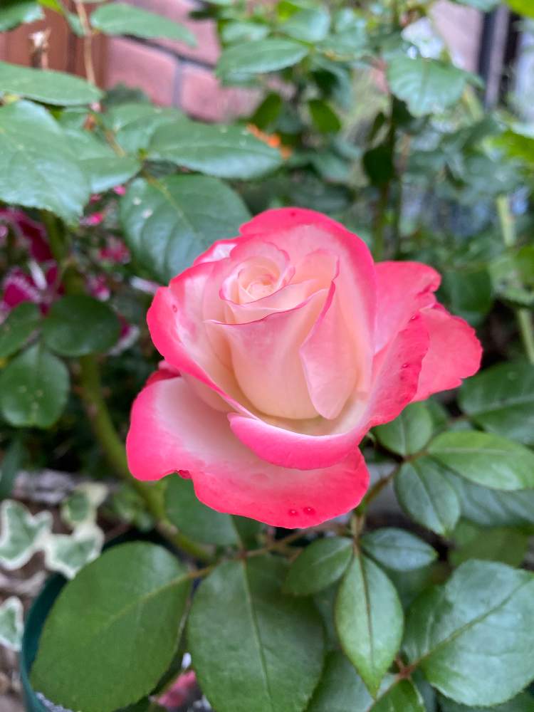 バラ ノスタルジーの投稿画像 By にぬきさん ばら バラ 薔薇とおうち園芸と おうち園芸 フォトコンテストと花のある暮らしとバラを楽しむ 月5月21日 Greensnap グリーンスナップ