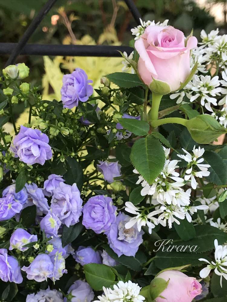 最前線のあなたへの投稿画像 By キララさん ユーフォルビア ダイヤモンドスターとカンパニュラ ブルーワンダー とピンクの花 と母の日プレゼントとgs映えとお花に癒されてと花のある暮らしとふんわり優しい色と白い花とバラ ミニバラと花姿が魅力的 月5月21日