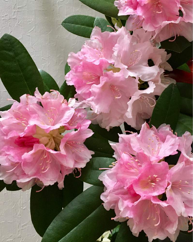芍薬の投稿画像 By みゅうさん シャクナゲ 石楠花 と花のある暮らしとおうち園芸 月5月21日 Greensnap グリーンスナップ