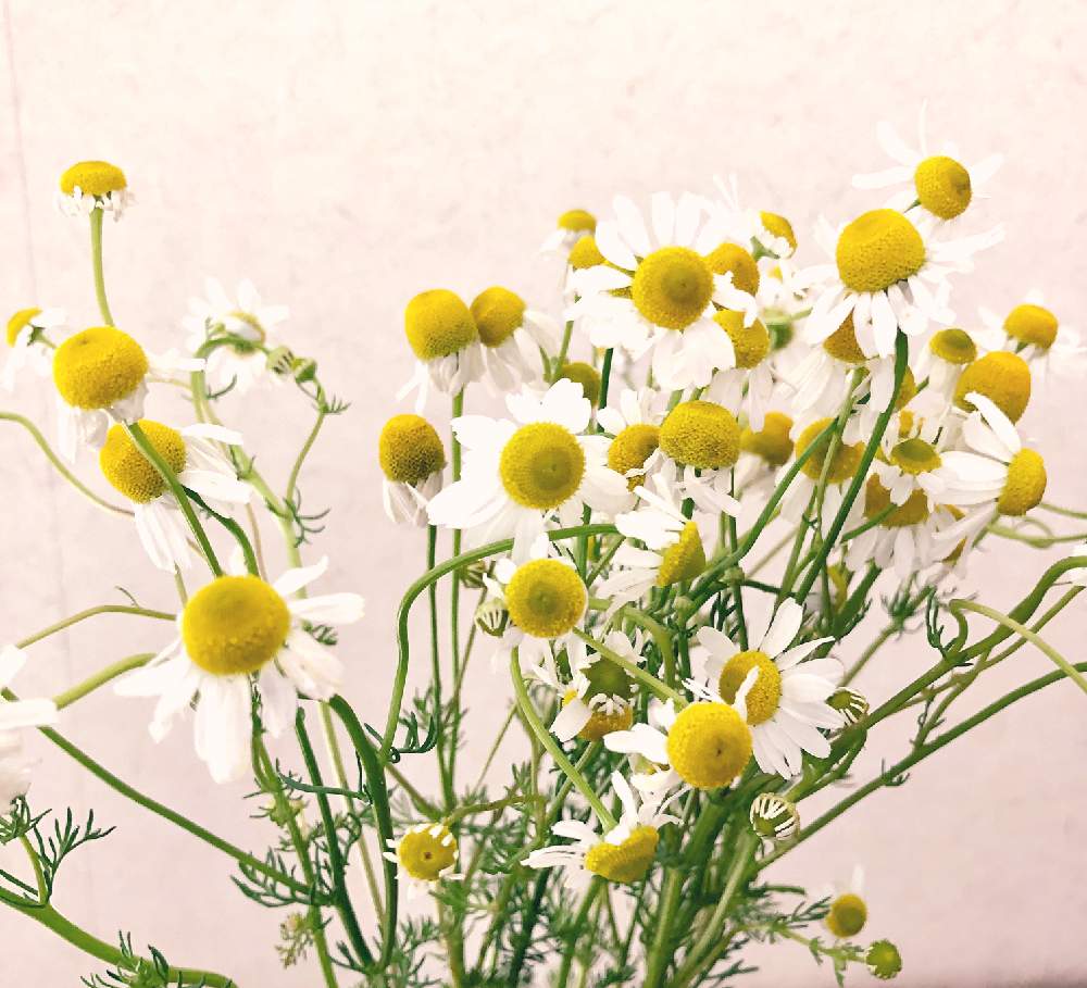 カモミールの投稿画像 By みずいろさん きいろといい香りと花のある暮らしとかわいいと白い花 月5月21日 Greensnap グリーンスナップ