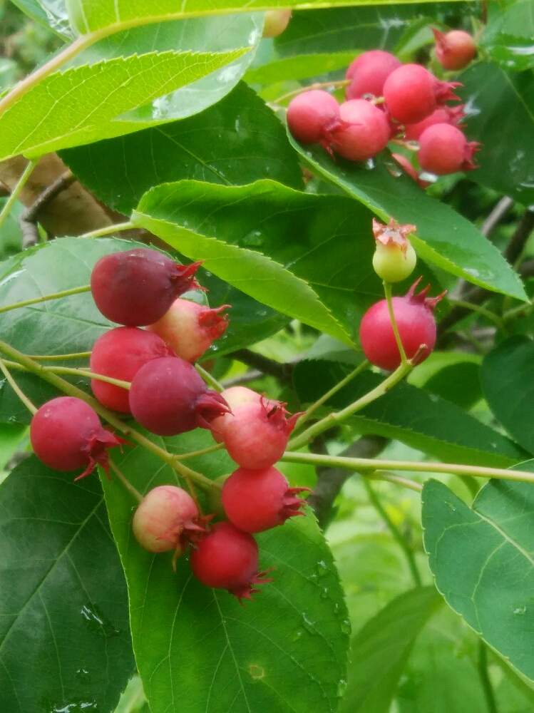 ジューンベリーの投稿画像 By Sa Chi Yさん 美味しい果実と果樹と我が家の花壇と花のある暮らしと地植え 2020月5月21日 Greensnap グリーンスナップ