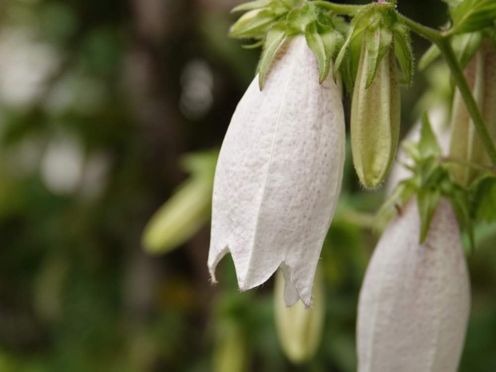 ホタルブクロの投稿画像 By Serendipityrumiさん 公園と花壇 月5月21日 Greensnap グリーンスナップ