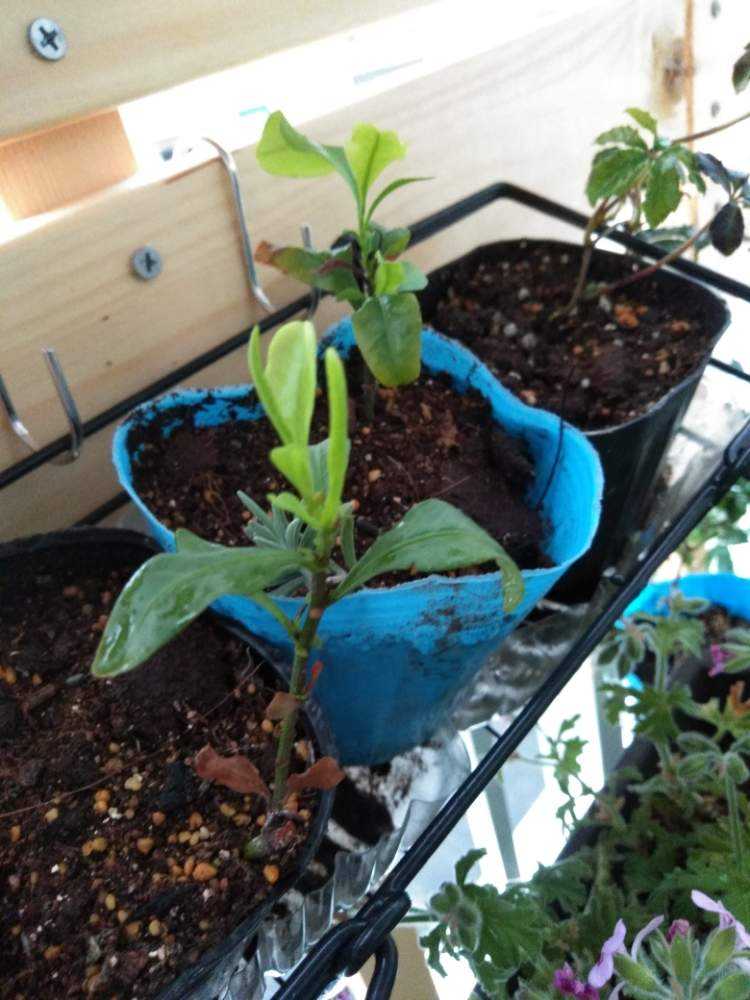 ルリマツリの親木 ルリマツリの挿し木にチャレンジ!｜🍀GreenSnap（グリーンスナップ）