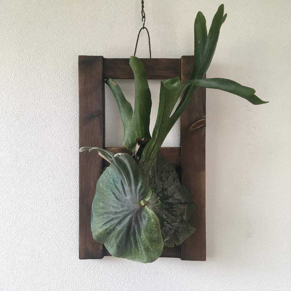 P. superbum ☆ 成長記録 2021.9.28 🔚｜🍀GreenSnap（グリーンスナップ）