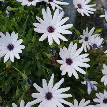 アフリカキンセンカの投稿画像一覧 Greensnap グリーンスナップ